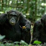 What is the Distance from Kampala to Kibale Forest National Park