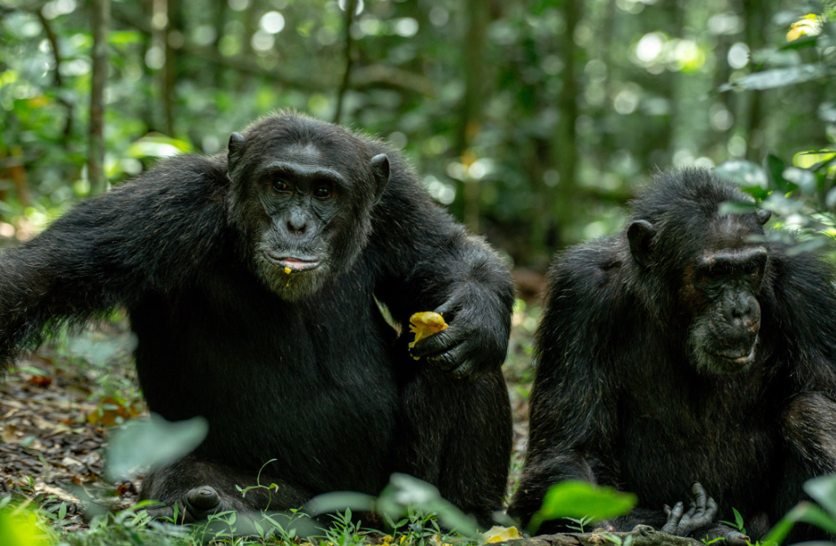 What is the Distance from Kampala to Kibale Forest National Park
