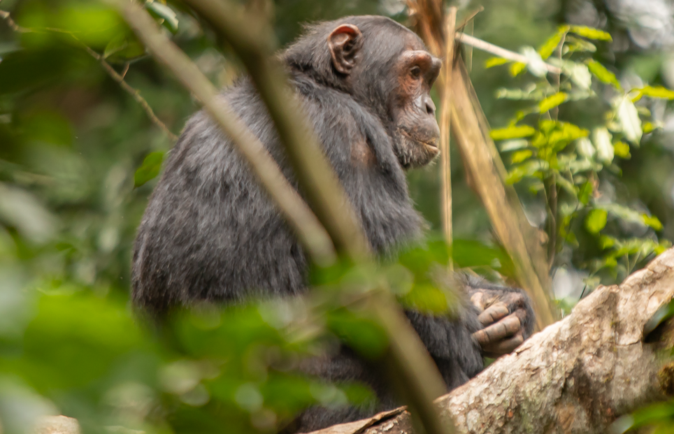 What is the Duration of Chimpanzee Trekking in Kibale National Park