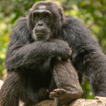 What is the Minimum Age for Chimpanzee Trekking in Kibale
