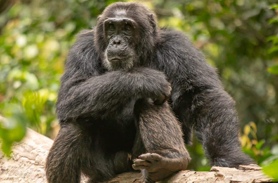 What is the Minimum Age for Chimpanzee Trekking in Kibale