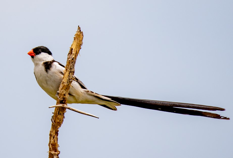 list of birds in Queen Elizabeth National Park