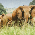 wildlife safari to Kidepo National Park 