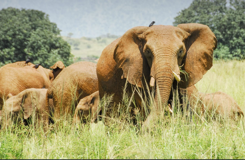 wildlife safari to Kidepo National Park 