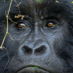 11-Days Rwanda Uganda Gorilla trekking & wildlife safari.