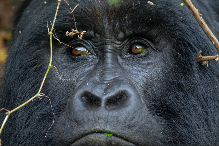 11-Days Rwanda Uganda Gorilla trekking & wildlife safari.