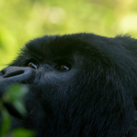 12- Day Rwanda-Uganda Gorilla and Wildlife Safari