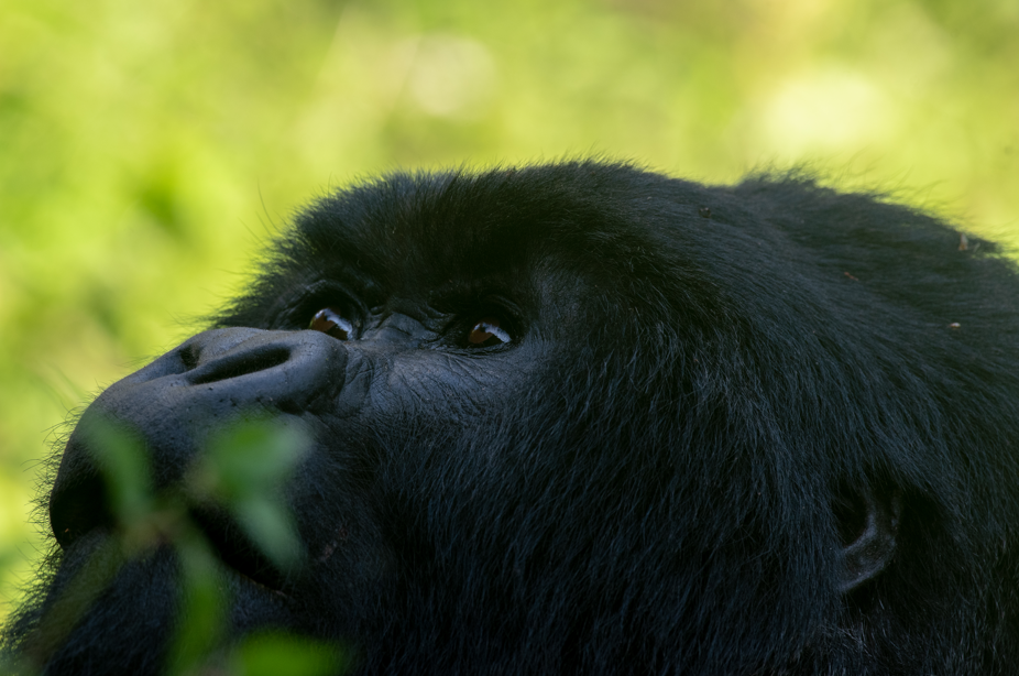 12- Day Rwanda-Uganda Gorilla and Wildlife Safari