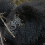 12 Days Uganda Gorilla trekking & wildlife Safari experience