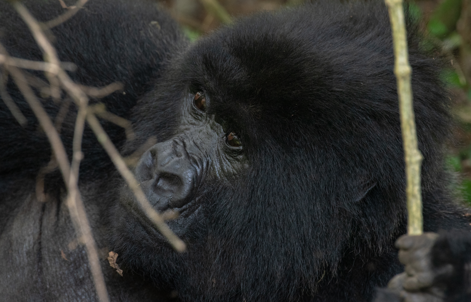 12 Days Uganda Gorilla trekking & wildlife Safari experience