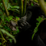 5-day Rwanda Gorilla & Chimpanzee Safari.
