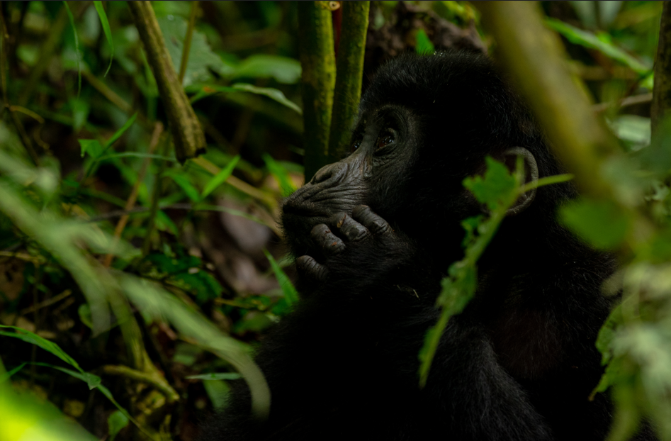 5-day Rwanda Gorilla & Chimpanzee Safari.