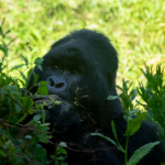 7- Days Uganda Rwanda Gorilla Trekking and Wildlife Safari