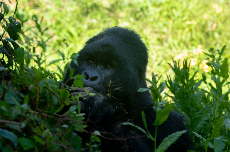7- Days Uganda Rwanda Gorilla Trekking and Wildlife Safari