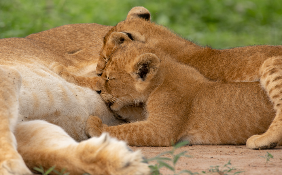 8 Days Uganda Gorilla Trekking & Wildlife Safari Experience