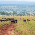 Best Activities in Kidepo National Park.