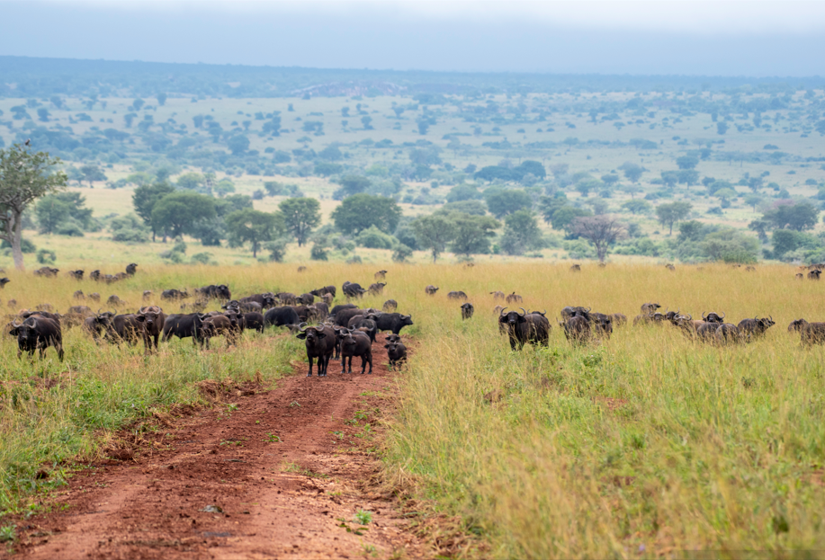 Best Activities in Kidepo National Park.