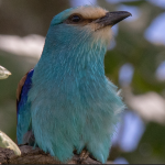 Best Activities to do in Kidepo National Park.