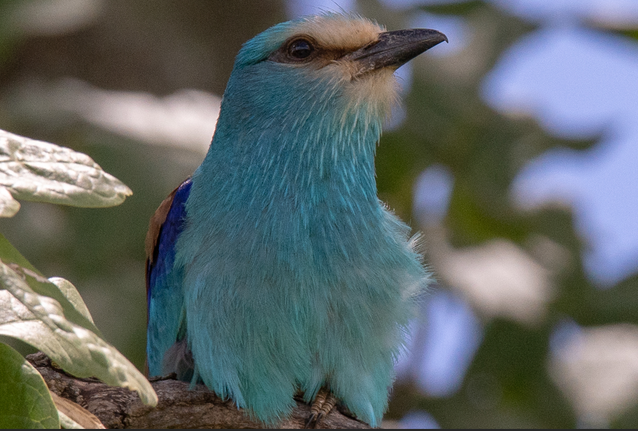 Best Activities to do in Kidepo National Park.