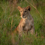  Best Things to do in Kidepo Valley National Park.