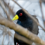 Best Time for Birding in Kidepo National Park.