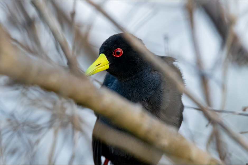 Best Time for Birding in Kidepo National Park.