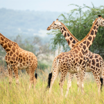 Best Time for a Safari in Kidepo National Park.