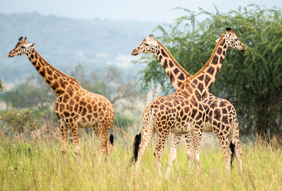 Best Time for a Safari in Kidepo National Park.
