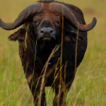 Best Time to Visit Kidepo National Park.