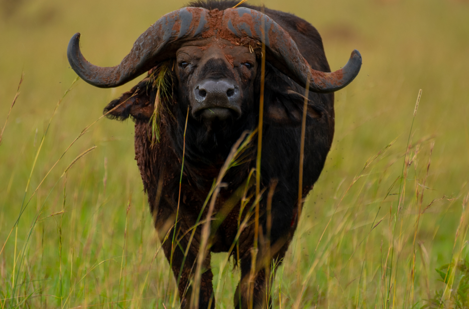 Best Time to Visit Kidepo National Park.