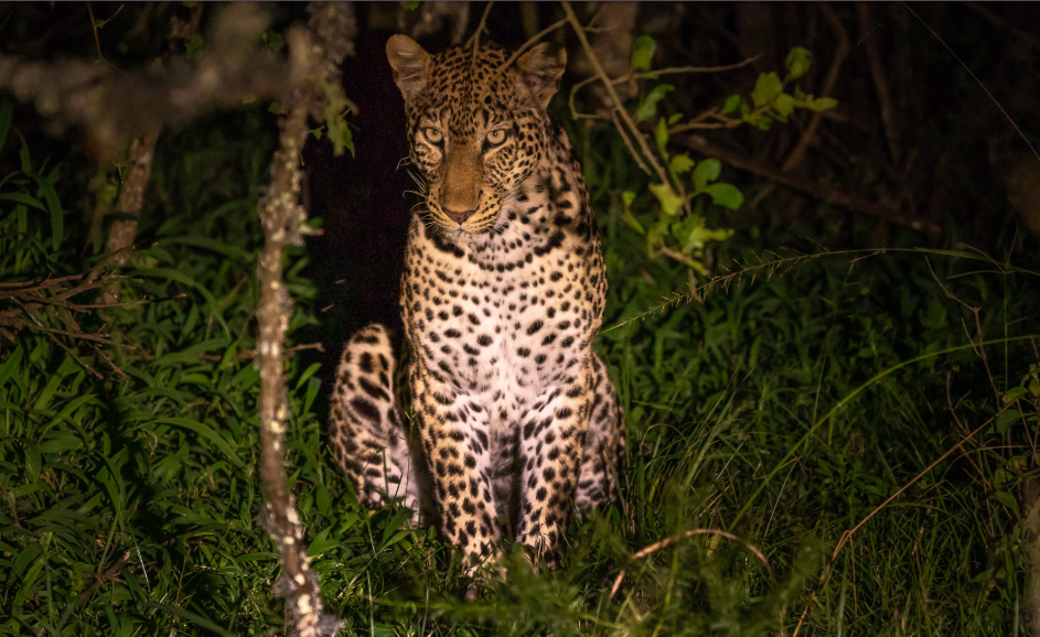 Best Time to do night game drives in Kidepo National Park
