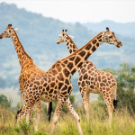 Best Tourist Activities in Kidepo Valley National Park.
