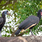 Bird watching Experience in Kidepo Valley National Park.