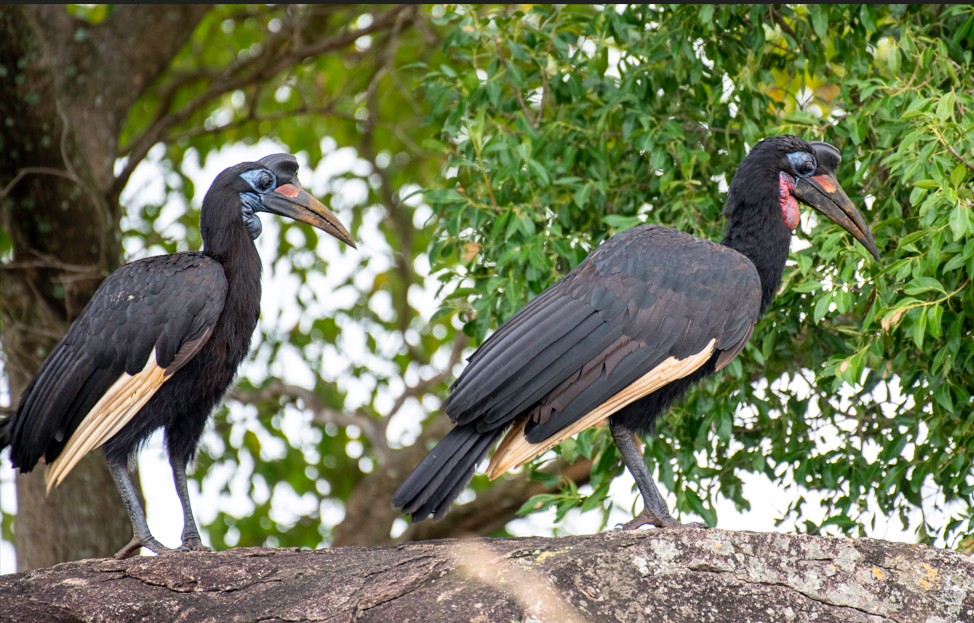 Bird watching Experience in Kidepo Valley National Park.