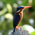 Birding Safaris in Kidepo National Park.