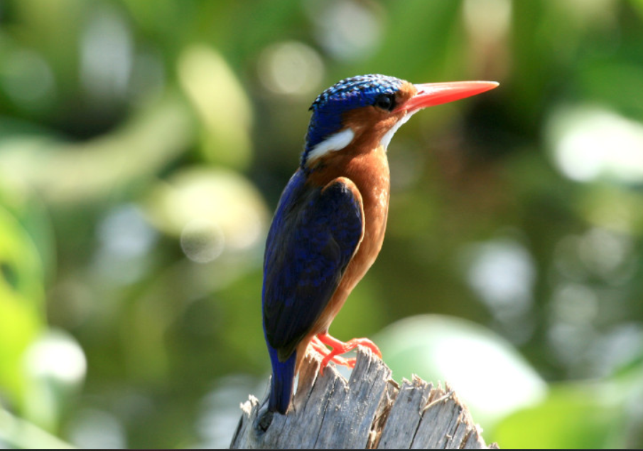 Birding Safaris in Kidepo National Park.