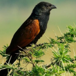 Birdwatching Checklist in Kidepo National Park.