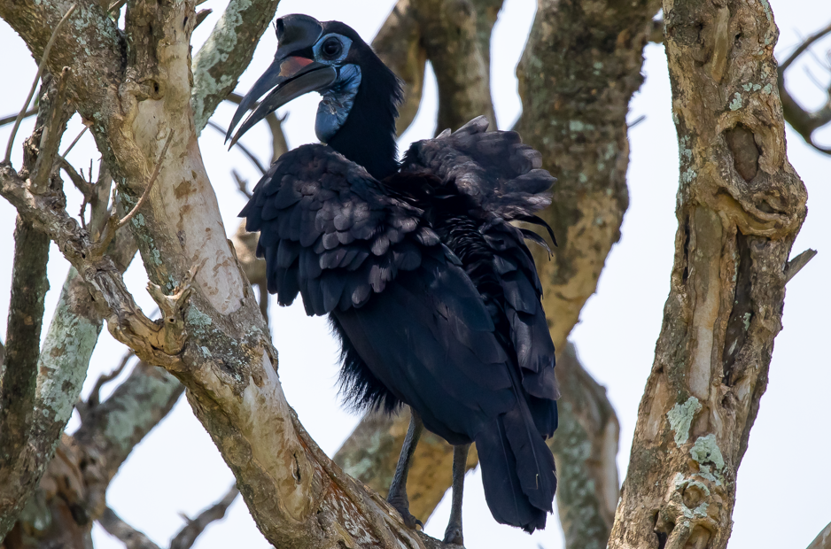 Birdwatching safaris in Kidepo National Park