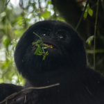 Budget Gorilla Safaris in Bwindi