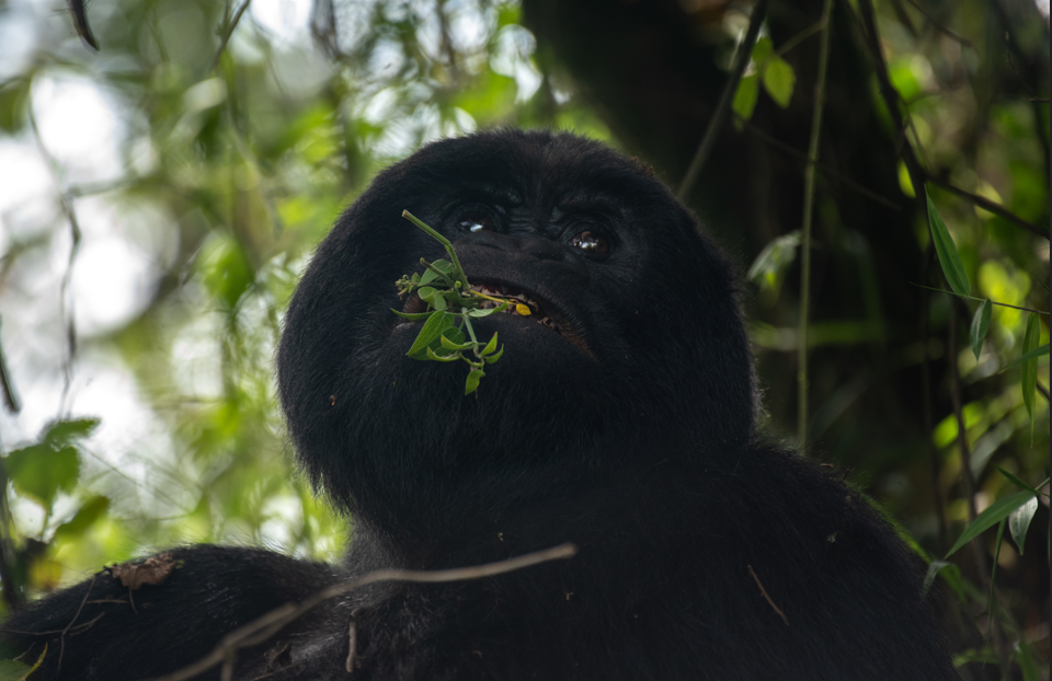Budget Gorilla Safaris in Bwindi