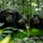 Chimpanzee Grooming in Kibale National Park