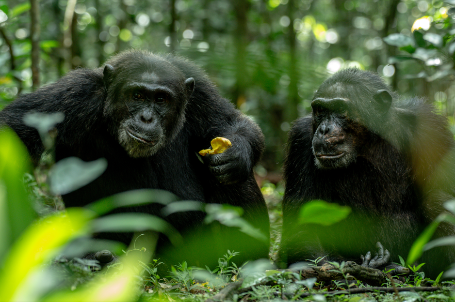 Chimpanzee Grooming in Kibale National Park