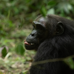 Chimpanzee Trekking Experience in Kibale from Europe