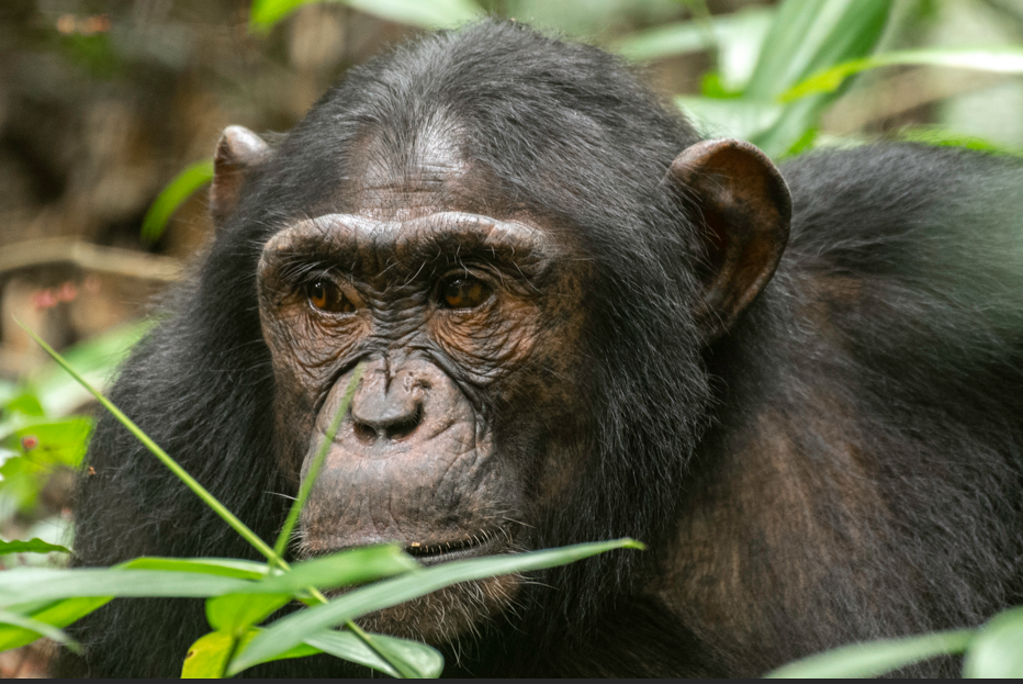 Chimpanzee Trekking in Kibale and Tree-Climbing Lions