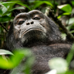 Chimpanzee filming in Kibale Forest National Park