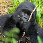 Elderly Gorilla Trekking in Bwindi Forest