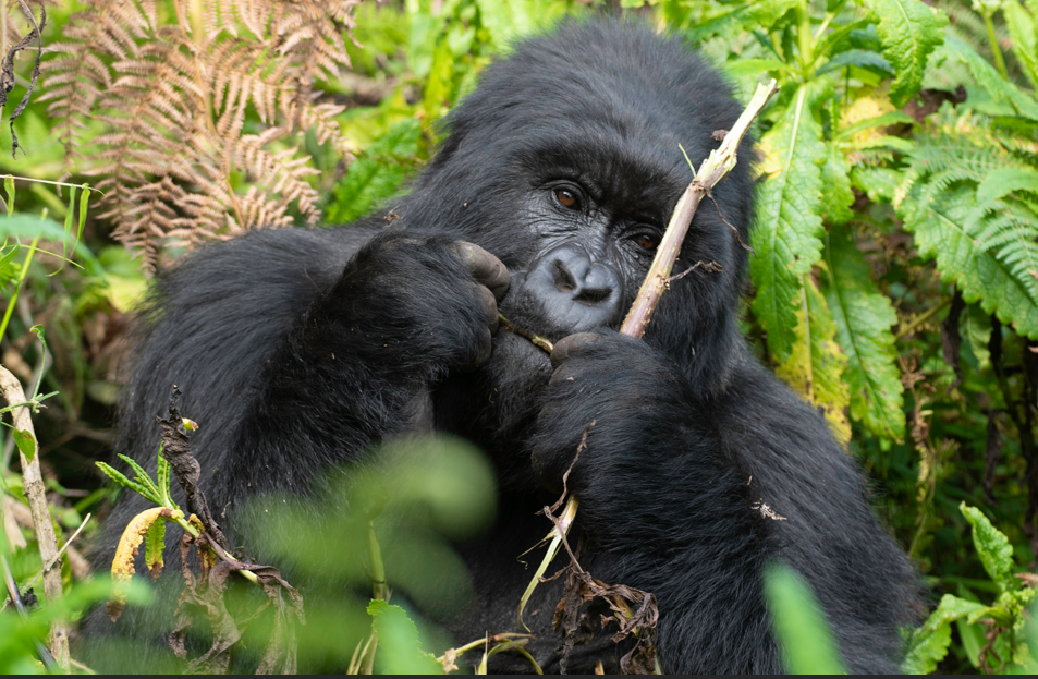 Elderly Gorilla Trekking in Bwindi Forest