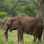 Facts about Kidepo Valley National Park.
