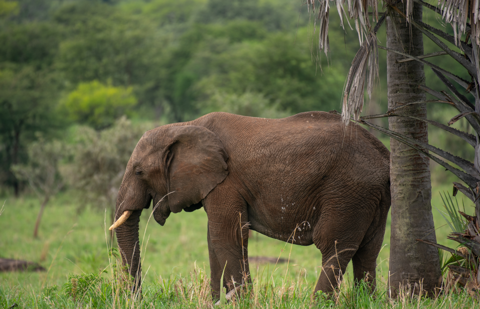 Facts about Kidepo Valley National Park.