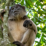 How Kibale National Park Boost Local Communities through Tourism